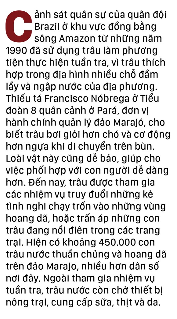 Năm Sửu nói chuyện lạ trâu, bò ảnh 8