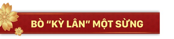 Năm Sửu nói chuyện lạ trâu, bò ảnh 10