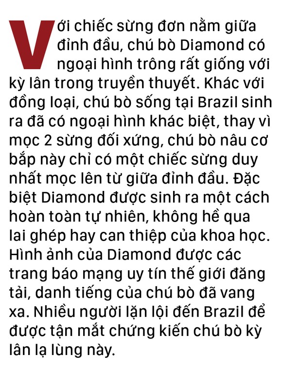 Năm Sửu nói chuyện lạ trâu, bò ảnh 11