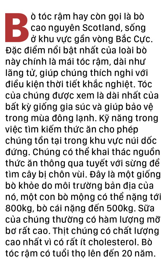 Năm Sửu nói chuyện lạ trâu, bò ảnh 14