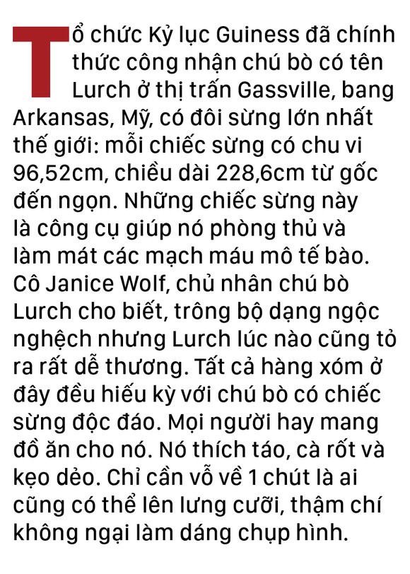 Năm Sửu nói chuyện lạ trâu, bò ảnh 17