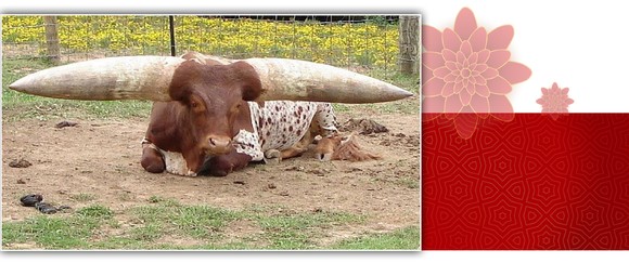 Năm Sửu nói chuyện lạ trâu, bò ảnh 18