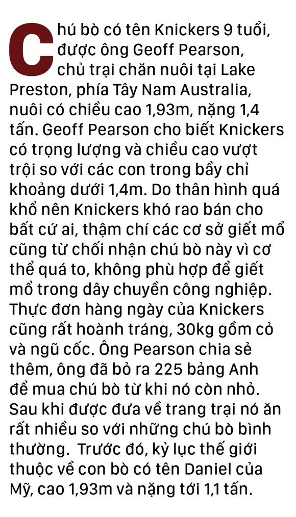 Năm Sửu nói chuyện lạ trâu, bò ảnh 21