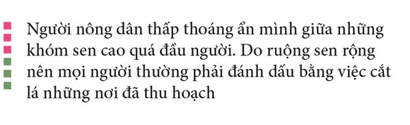Nông dân dầm mình dưới bùn thu hoạch sen ảnh 12