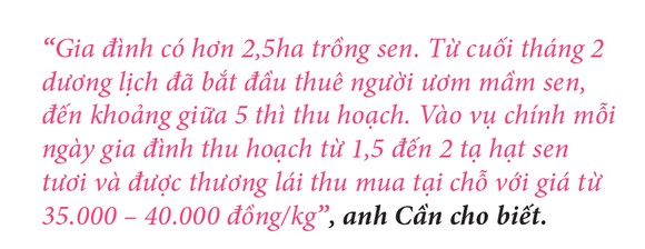 Nông dân dầm mình dưới bùn thu hoạch sen ảnh 14