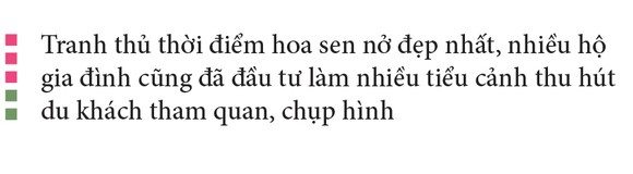 Nông dân dầm mình dưới bùn thu hoạch sen ảnh 24
