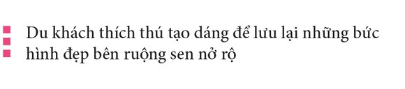 Nông dân dầm mình dưới bùn thu hoạch sen ảnh 26