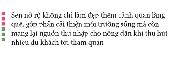 Nông dân dầm mình dưới bùn thu hoạch sen ảnh 28