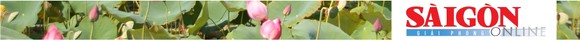 Nông dân dầm mình dưới bùn thu hoạch sen ảnh 31