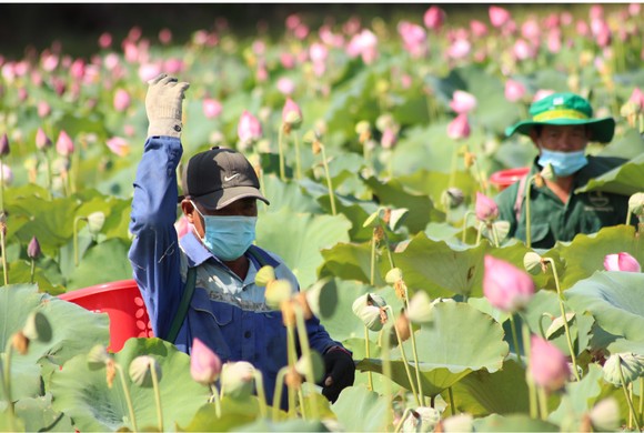 Nông dân dầm mình dưới bùn thu hoạch sen ảnh 6