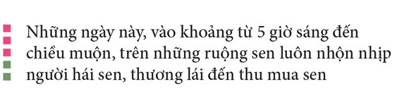 Nông dân dầm mình dưới bùn thu hoạch sen ảnh 7