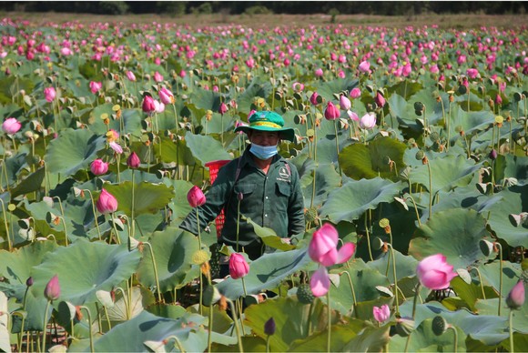 Nông dân dầm mình dưới bùn thu hoạch sen ảnh 8