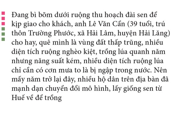 Nông dân dầm mình dưới bùn thu hoạch sen ảnh 9