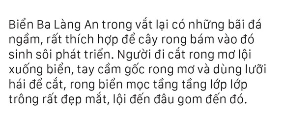 Vẻ đẹp của rong mơ biển trong mùa thu hoạch ảnh 10