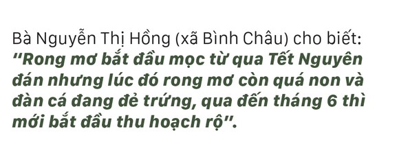 Vẻ đẹp của rong mơ biển trong mùa thu hoạch ảnh 12