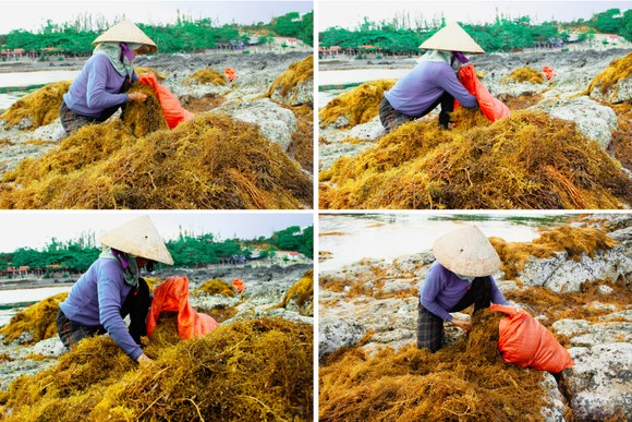 Vẻ đẹp của rong mơ biển trong mùa thu hoạch ảnh 14