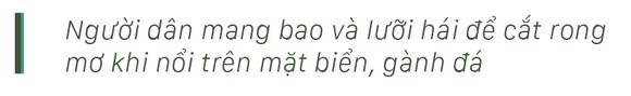 Vẻ đẹp của rong mơ biển trong mùa thu hoạch ảnh 15