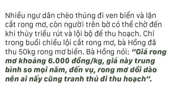 Vẻ đẹp của rong mơ biển trong mùa thu hoạch ảnh 16