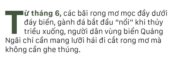 Vẻ đẹp của rong mơ biển trong mùa thu hoạch ảnh 1