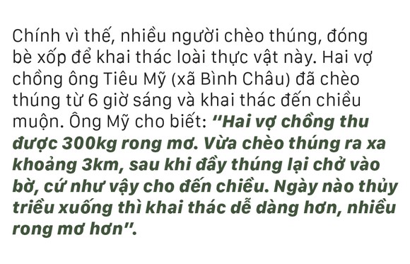Vẻ đẹp của rong mơ biển trong mùa thu hoạch ảnh 23