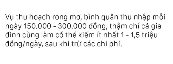 Vẻ đẹp của rong mơ biển trong mùa thu hoạch ảnh 26