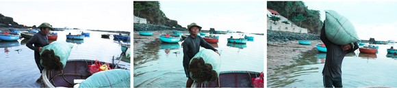 Vẻ đẹp của rong mơ biển trong mùa thu hoạch ảnh 27