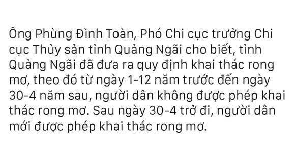 Vẻ đẹp của rong mơ biển trong mùa thu hoạch ảnh 28