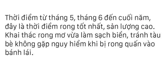 Vẻ đẹp của rong mơ biển trong mùa thu hoạch ảnh 31