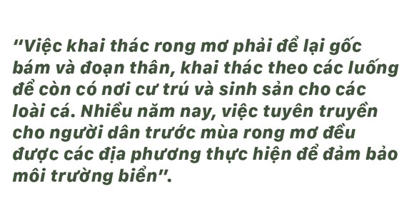 Vẻ đẹp của rong mơ biển trong mùa thu hoạch ảnh 37