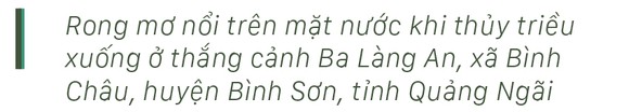 Vẻ đẹp của rong mơ biển trong mùa thu hoạch ảnh 3