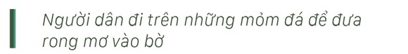 Vẻ đẹp của rong mơ biển trong mùa thu hoạch ảnh 41