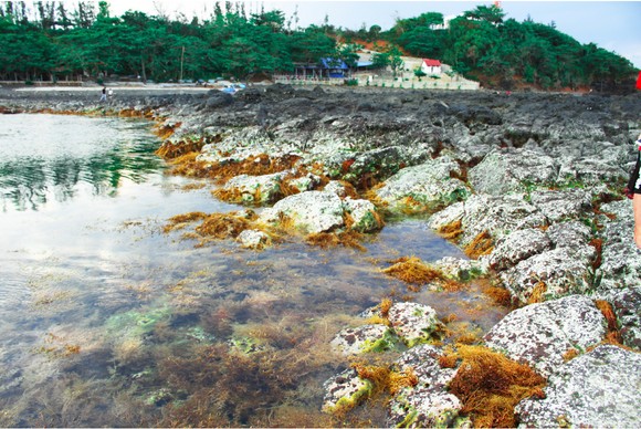 Vẻ đẹp của rong mơ biển trong mùa thu hoạch ảnh 7