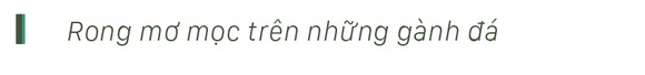 Vẻ đẹp của rong mơ biển trong mùa thu hoạch ảnh 9