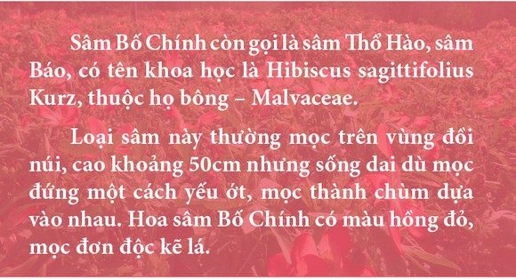 Sâm Bố Chính nở hoa rực rỡ trên đất Quảng Ngãi ảnh 14