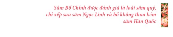 Sâm Bố Chính nở hoa rực rỡ trên đất Quảng Ngãi ảnh 29
