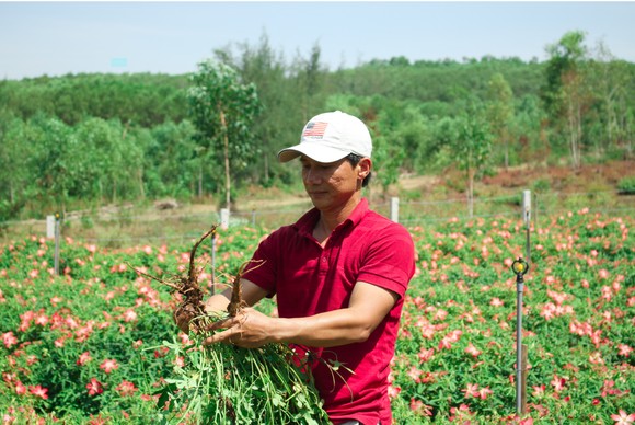 Sâm Bố Chính nở hoa rực rỡ trên đất Quảng Ngãi ảnh 2