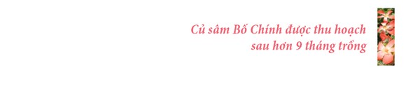 Sâm Bố Chính nở hoa rực rỡ trên đất Quảng Ngãi ảnh 34