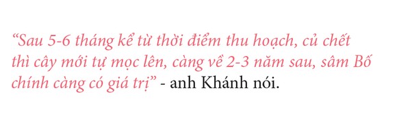 Sâm Bố Chính nở hoa rực rỡ trên đất Quảng Ngãi ảnh 35