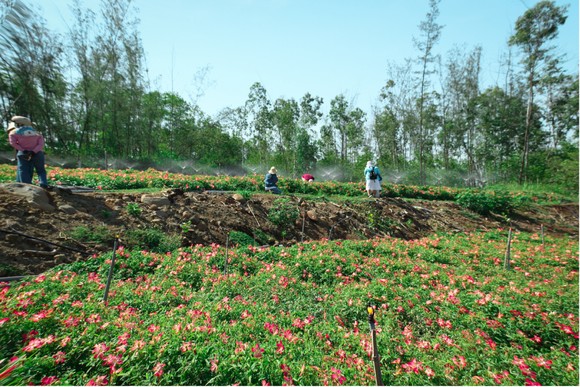 Sâm Bố Chính nở hoa rực rỡ trên đất Quảng Ngãi ảnh 36