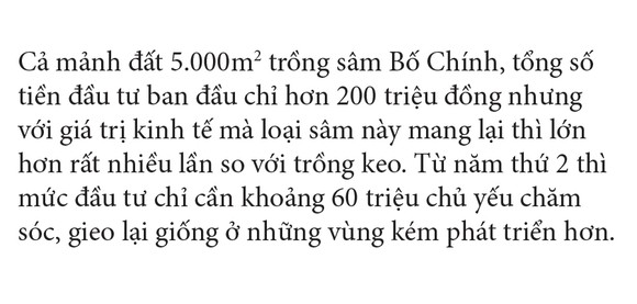 Sâm Bố Chính nở hoa rực rỡ trên đất Quảng Ngãi ảnh 38