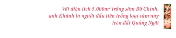 Sâm Bố Chính nở hoa rực rỡ trên đất Quảng Ngãi ảnh 6