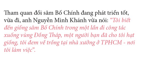 Sâm Bố Chính nở hoa rực rỡ trên đất Quảng Ngãi ảnh 7