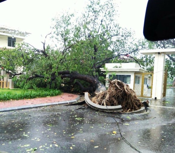 Những thiệt hại ban đầu của cơn bão số 12 ảnh 15