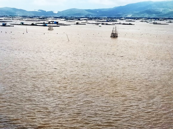 Người nuôi tôm hùm Sông Cầu trắng tay sau lũ ảnh 4