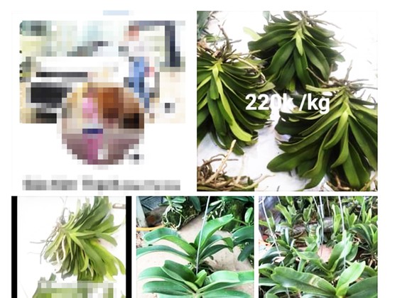 Người phụ nữ bán lan trên Facebook 26,5 tỷ đồng chưa đăng ký thuế ảnh 1