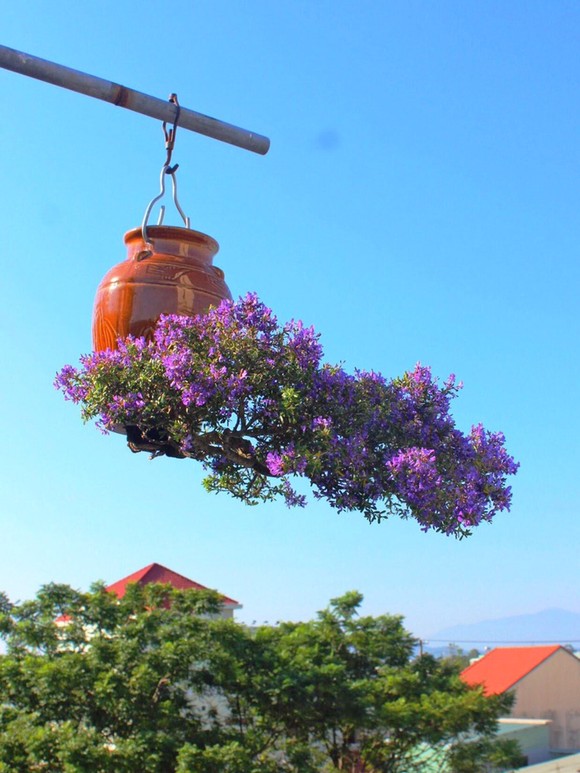 Khám phá vườn bonsai mọc ngược giữa phố ảnh 17