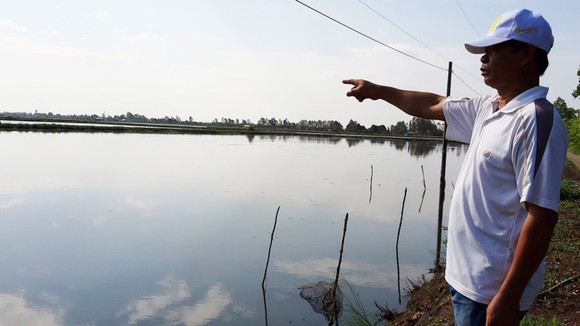 Nuôi tôm tự phát gây thiệt hại đất lúa ở Kiên Giang ảnh 1
