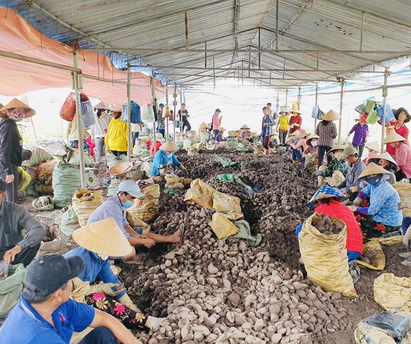 Đẩy mạnh tiêu thụ khoai lang cho nông dân với giá 3.000 - 5.000 đồng/kg ảnh 2
