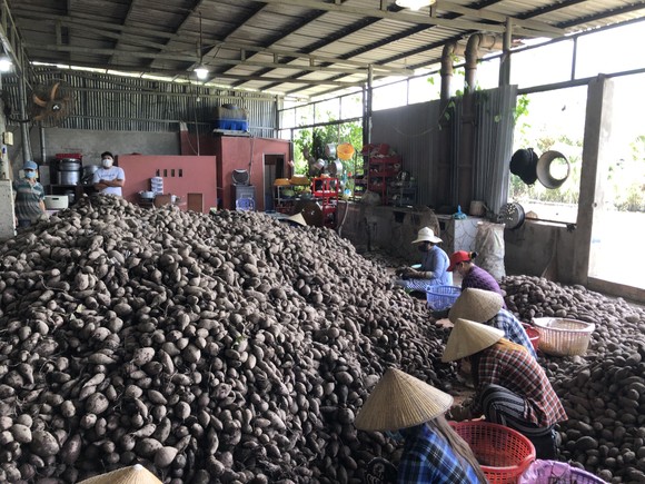 Tìm giải pháp căn cơ cho tiêu thụ nông sản ảnh 3