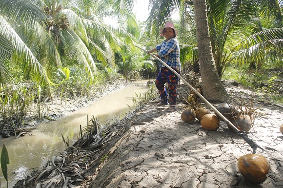 ĐBSCL: Giá dừa khô tăng cao ảnh 1